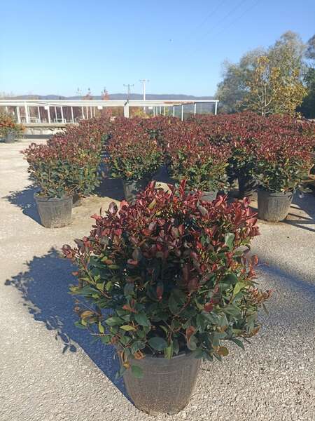 Photinia Fraserii Little Red Robin